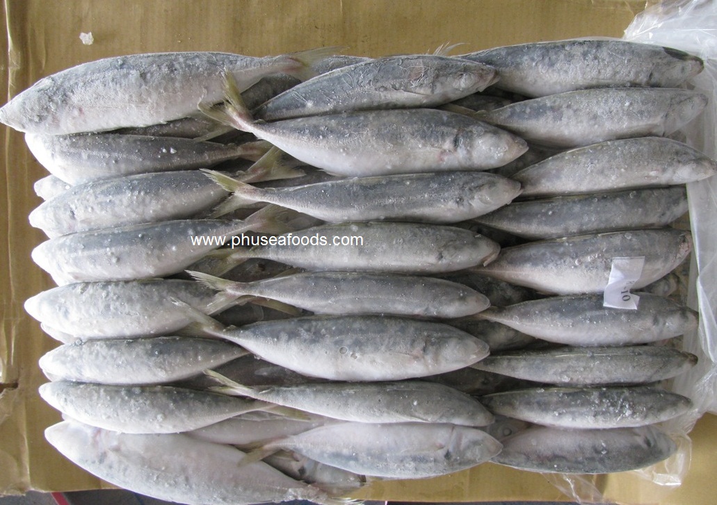 SEMI-BLOCK FROZEN WHOLE YELLOWTAIL SCAD FISH.