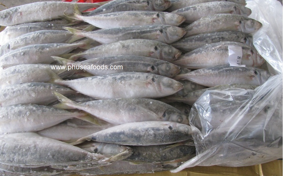 Semi-Block Frozen Whole Yellowtail Scad Fish