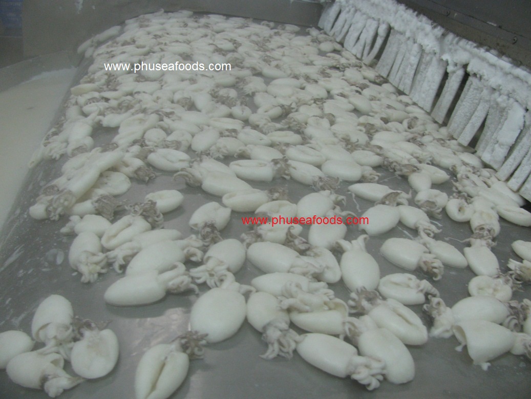 W.C. Cuttlefish on IQF machine