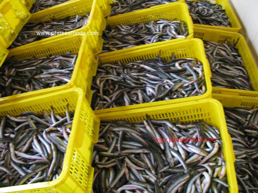 Whole Round of Elongatus fish