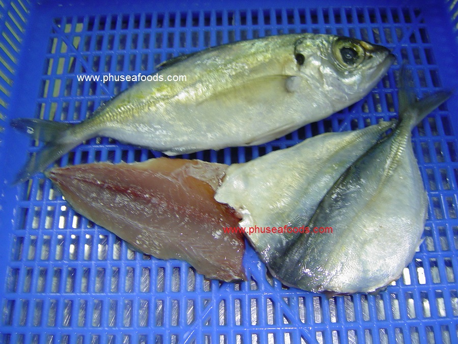 Big Eyes Scad & their Fillets
