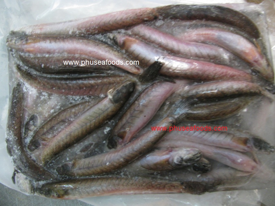 Block Frozen Elongatus fish