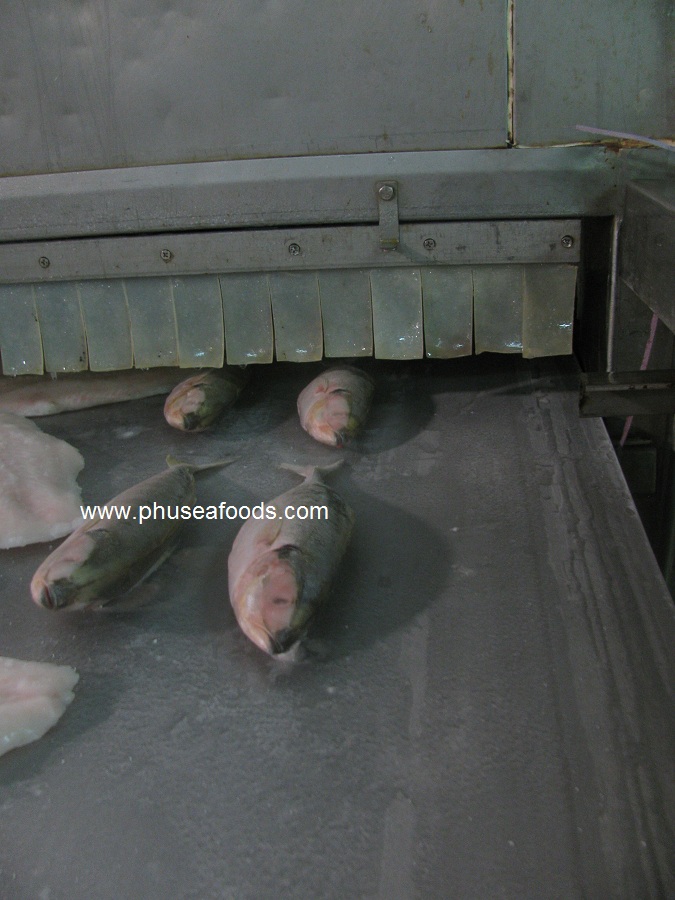 Finished-product of Yellowtail Scad Mackerel fish on IQF machine