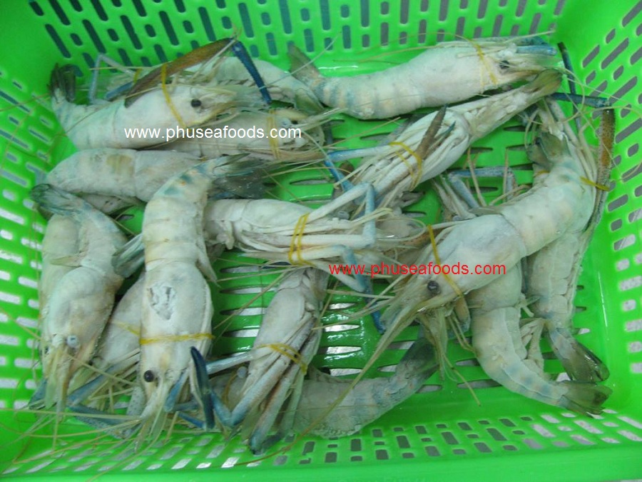 Fresh Water shrimp after freezing.