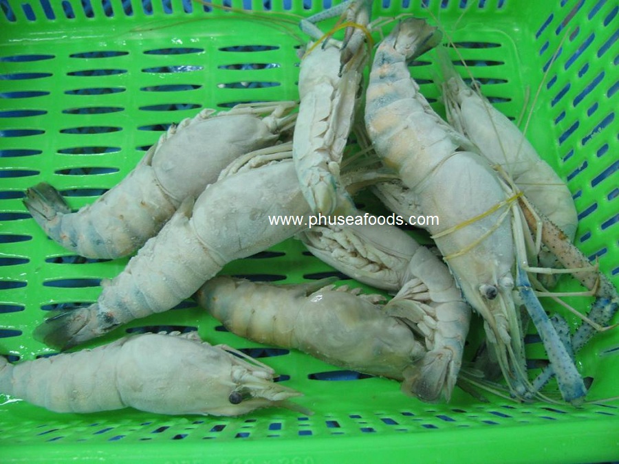 Fresh Water shrimp after freezing