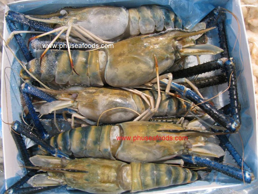 Fresh Water shrimp in box