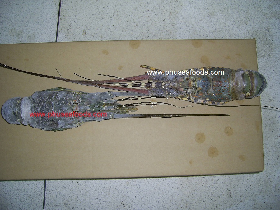 Frozen HOSO Lobster Shrimp for Asia