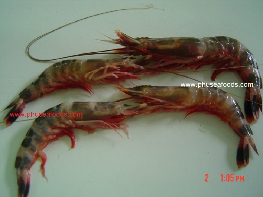 HOSO Cattiger Shrimp