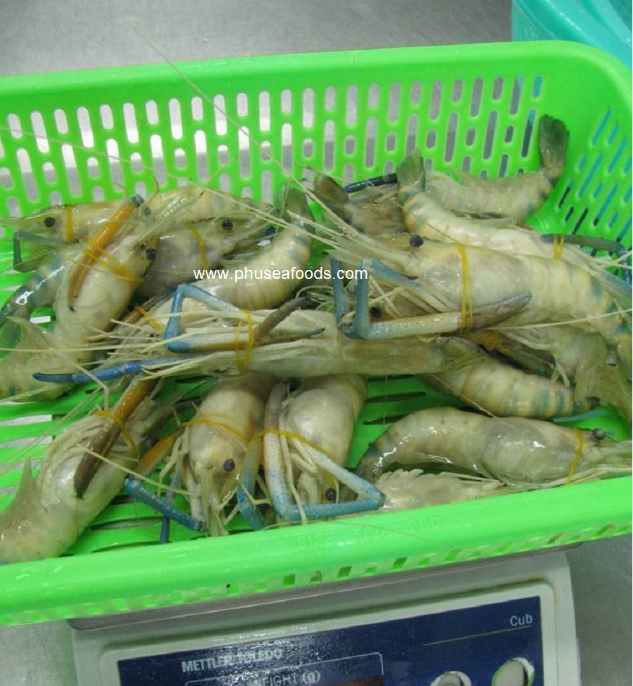 HOSO Fresh Water Shrimp