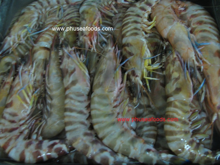 HOSO Marine Shrimp