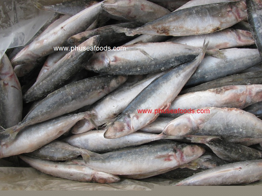 IQF Round Scad fish