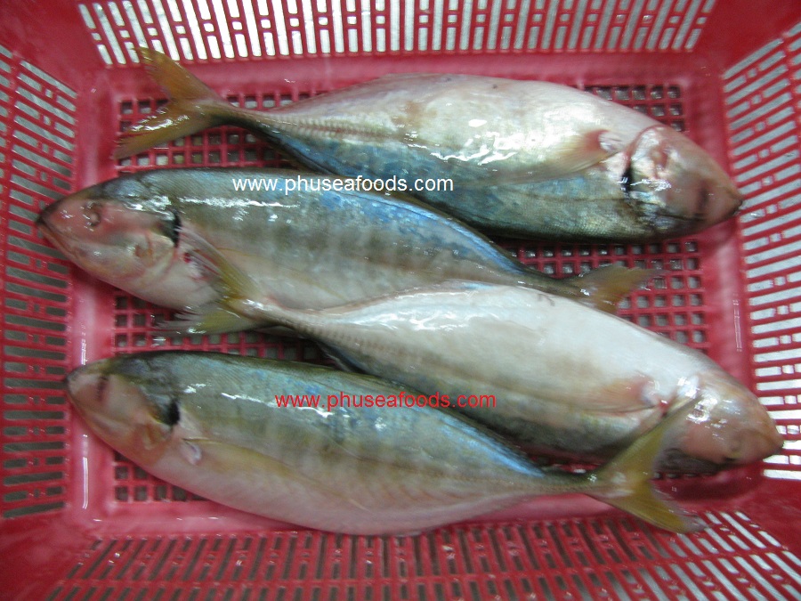 IQF Whole Round Yellowtail Scad Mackerel fish_Ater glazing