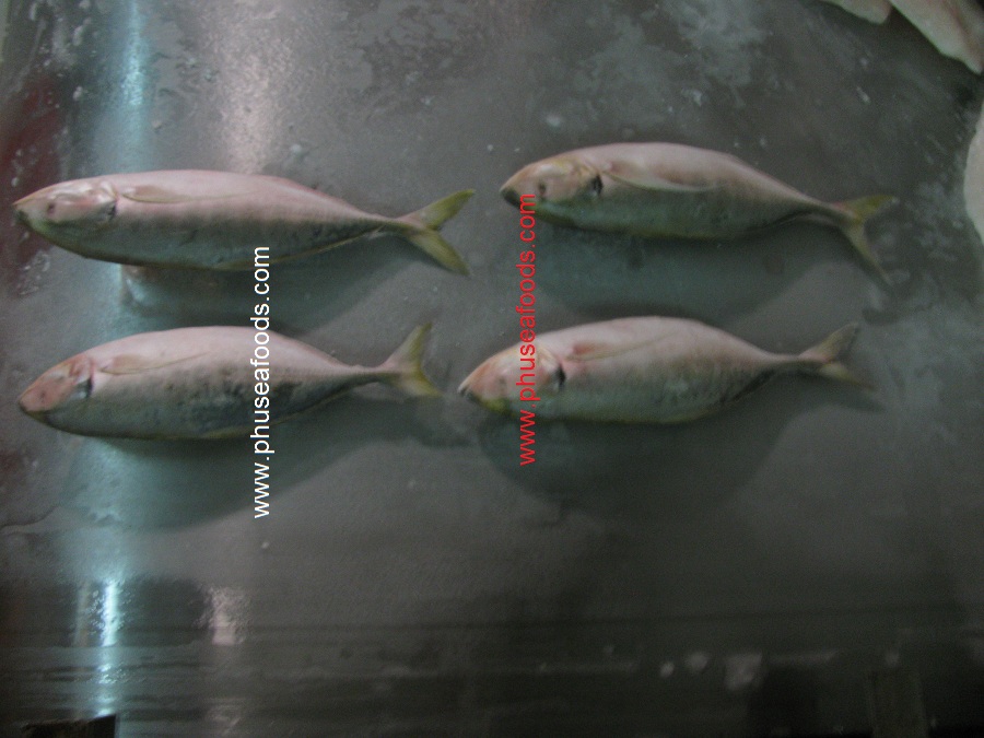 IQF Whole Yellowtail Scad Mackerel fish