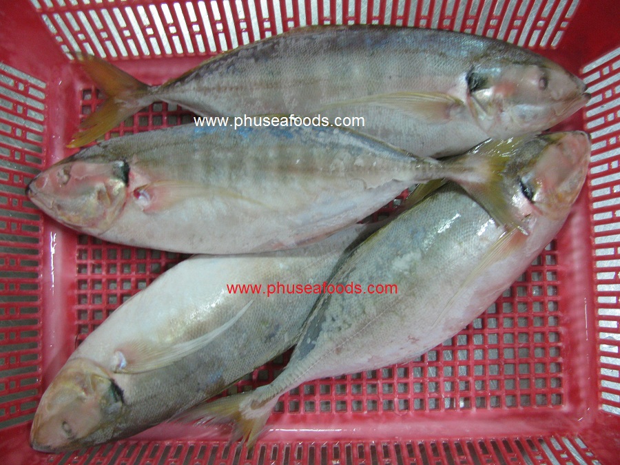 IQF Whole Yellowtail Scad Mackerel
