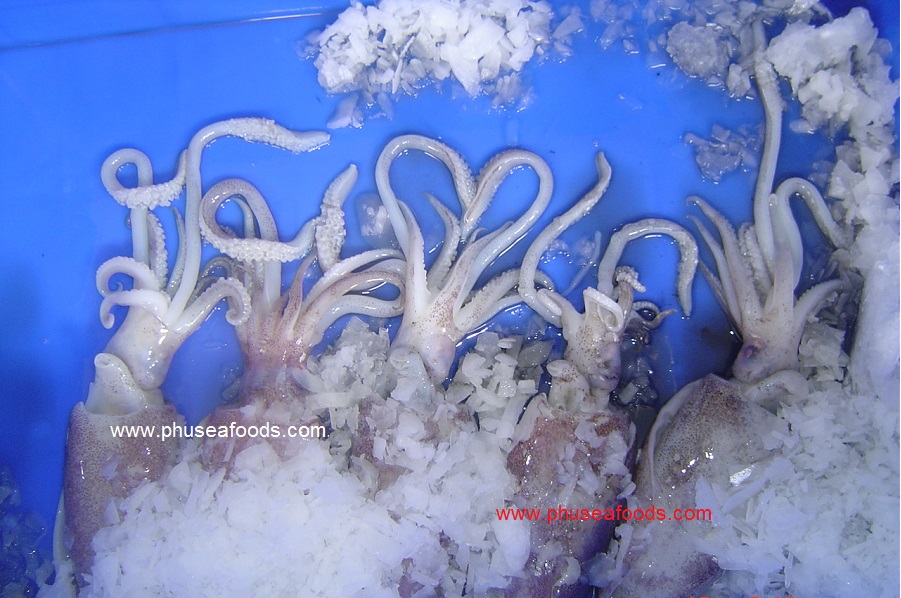 Raw Material of Broad Squid