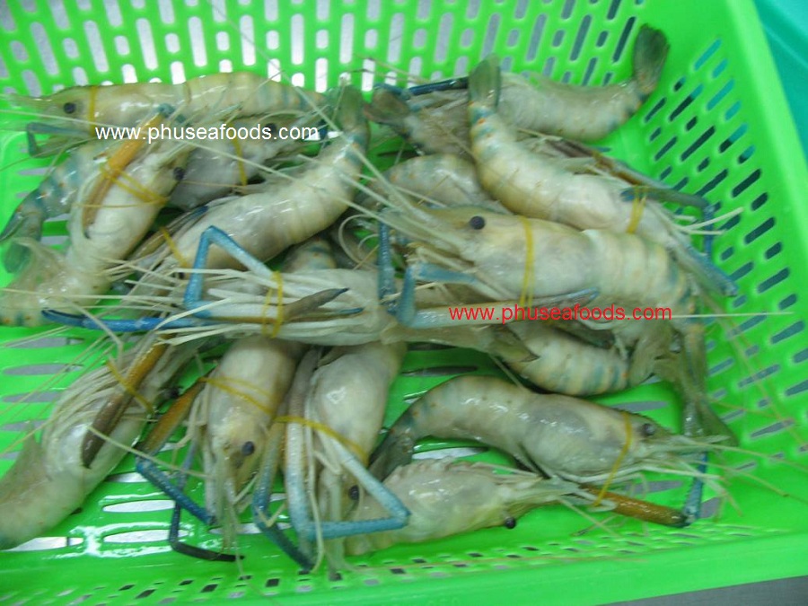 Raw Material of Fresh Water Shrimp