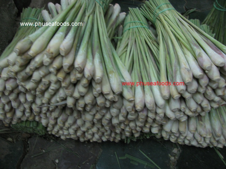 Raw Material of Lemongrass_Pic. 2