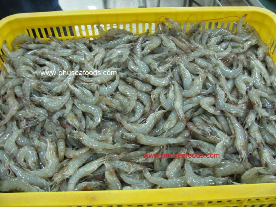 Raw Material of White (Vannamei) Shrimp