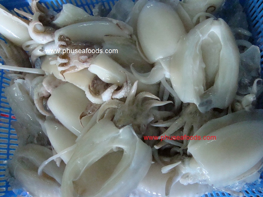 Raw Material of Whole Cleaned Baby Cuttlefish