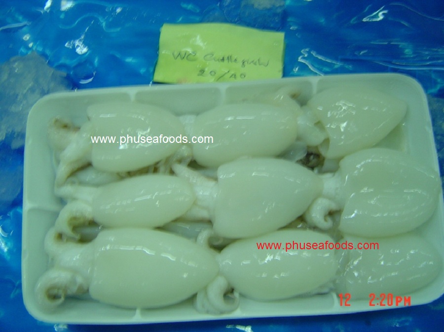 Raw Whole Cleaned baby Cuttlefish in tray_Top layer