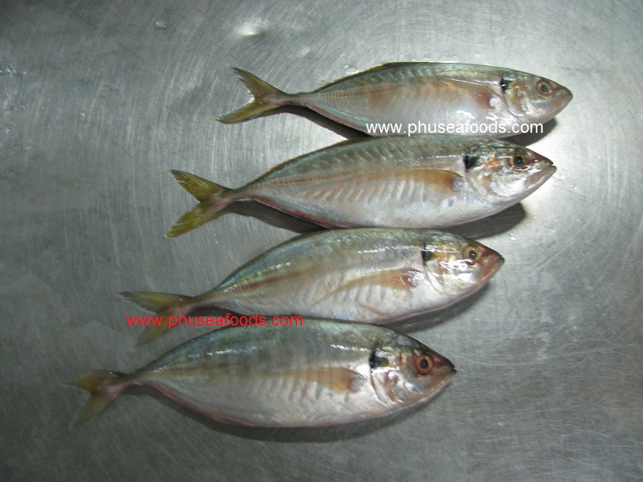 Raw Whole Round Yellowtail Scad Mackerel fish
