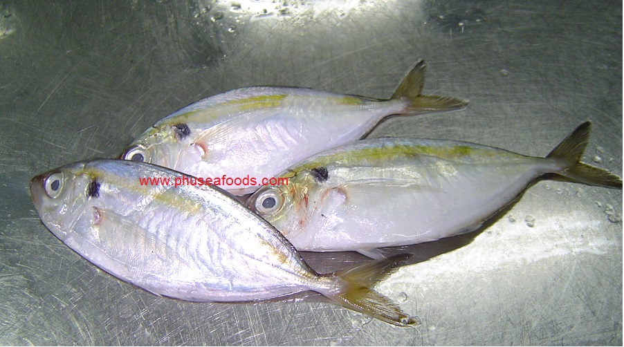 Raw Yellow Stripe Trevally Fish for DRIED PRODUCT