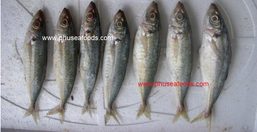 Raw Yellowtail Scad fish