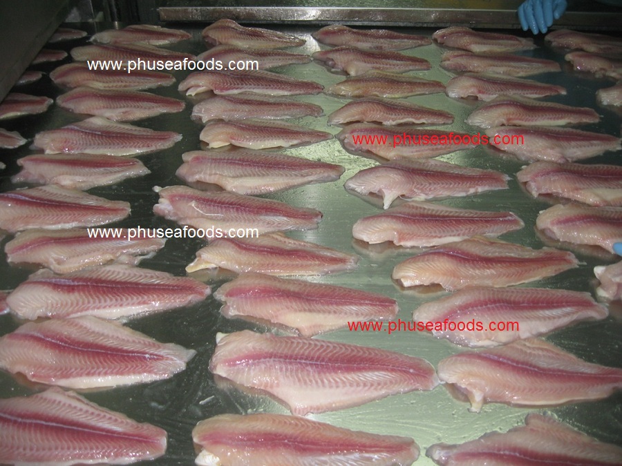 Untrimmed Pangasius hypophthalmus Fillets before freezing