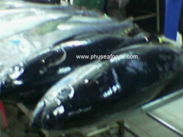 Yellow Fin & Big Eyes TUNA Fish