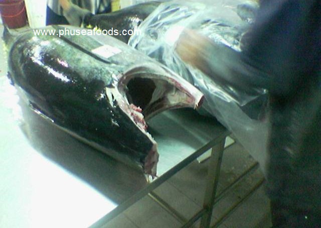 Yellow Fin Headless-Gutted Tuna Fish on Packing step