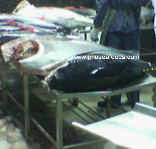Yellow Fin TUNA Fish to USA market
