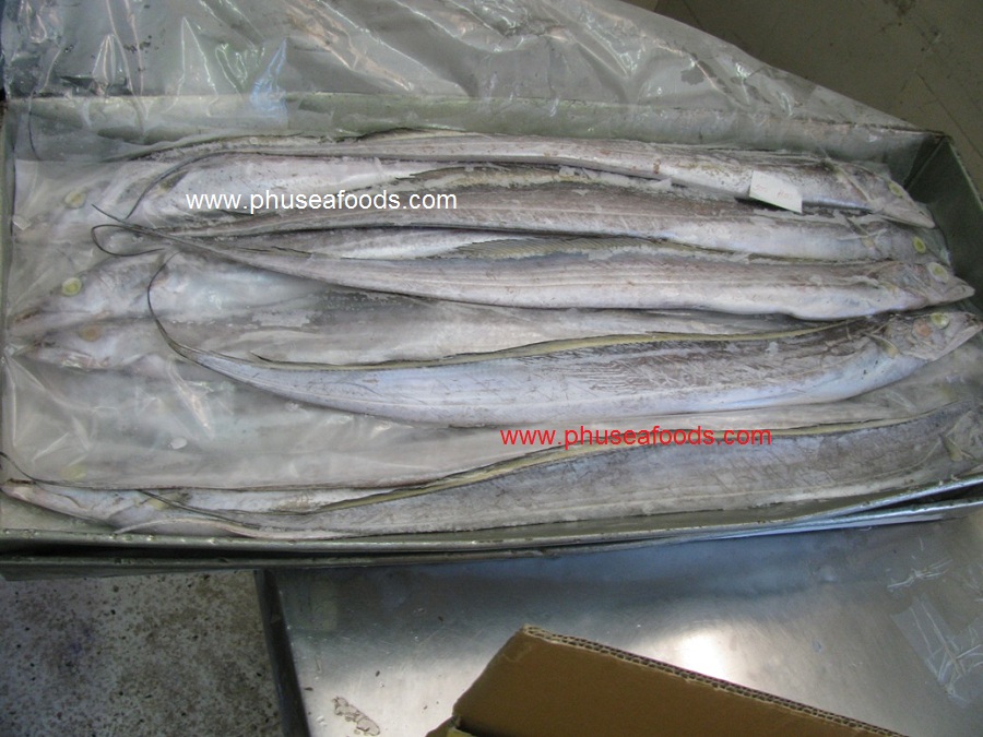 Block Frozen Whole Hairtail Fish_Catching by HOOK