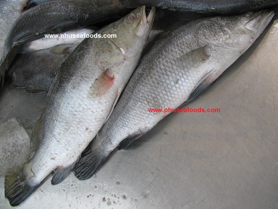 Raw Barramundi Fish
