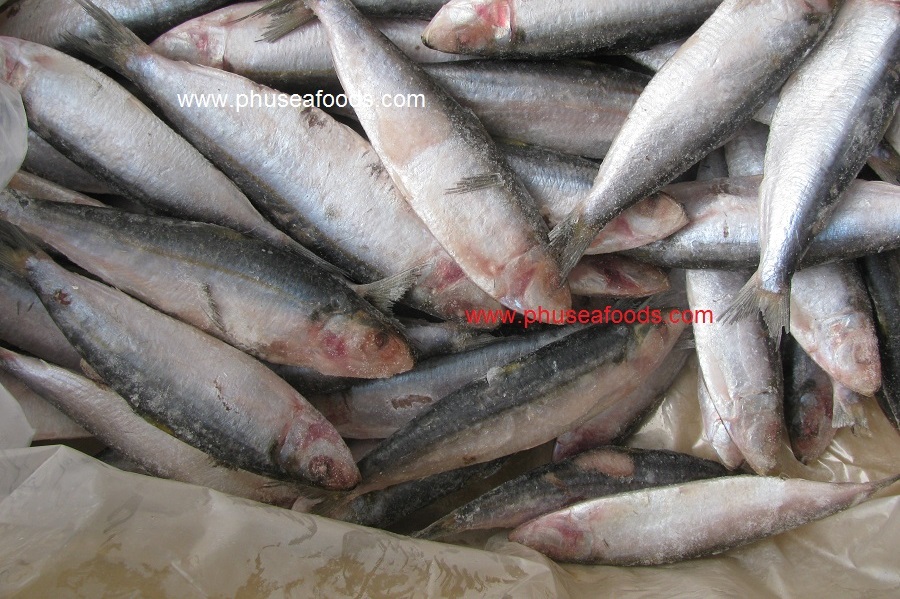 IQF Whole Round Herring fish