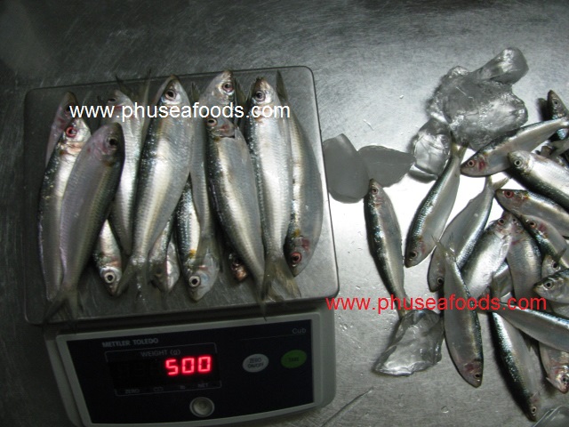 Raw Gold Stripe Sardinella fish