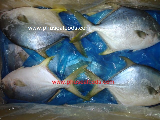 Raw White Pomfret_POMPANO FISH (Pampus argenteus) before freezing