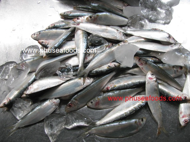 Raw material of Gold Stripe Sardinella