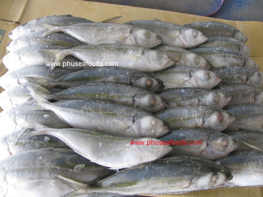 Semi-block Frozen Big Eyes Scad fish.