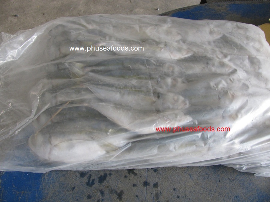 Semi-block Frozen Big Eyes Scad fish