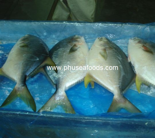 Raw White Pomfret_POMPANO fish_(Pampus argenteus)