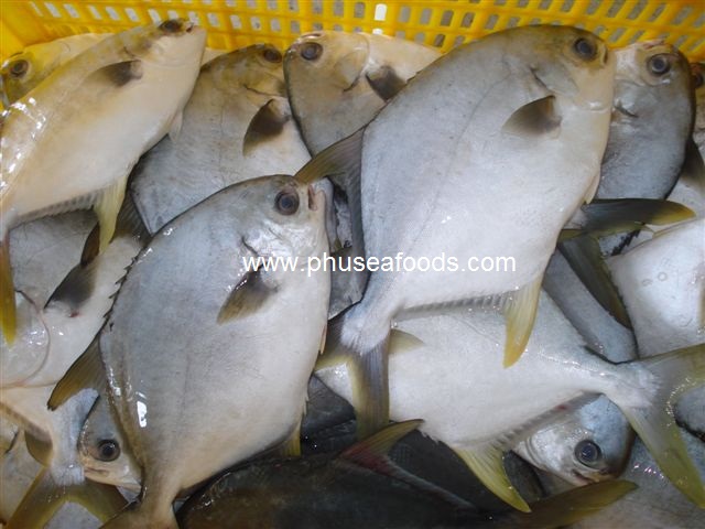 White Pomfret_POMPANO fish (Pampus argenteus)_Farmed on the sea