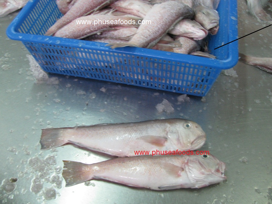 Whole Round & Gill-off_Gutted_Scale-off Horsehead fish
