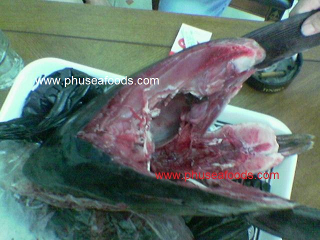 Ocean Tuna Fish Head for Asia market