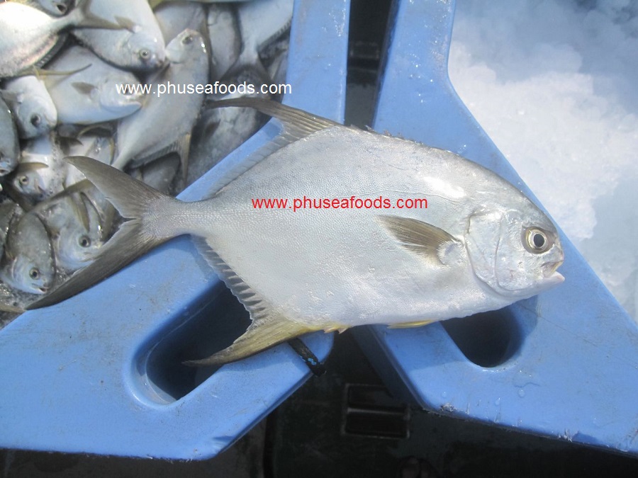 Pompano (long fin) fish on harvesting