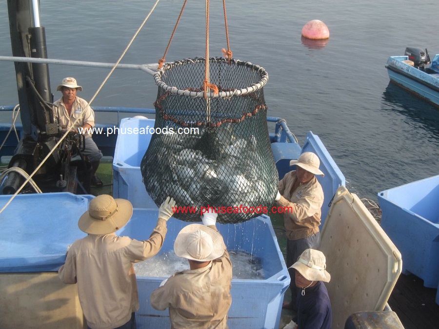Pompano (long fin) fish on harvesting_Pic. 4