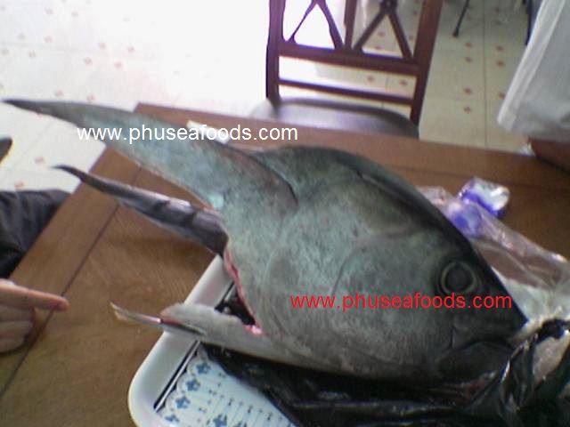 Raw Ocean Tuna Fish Head