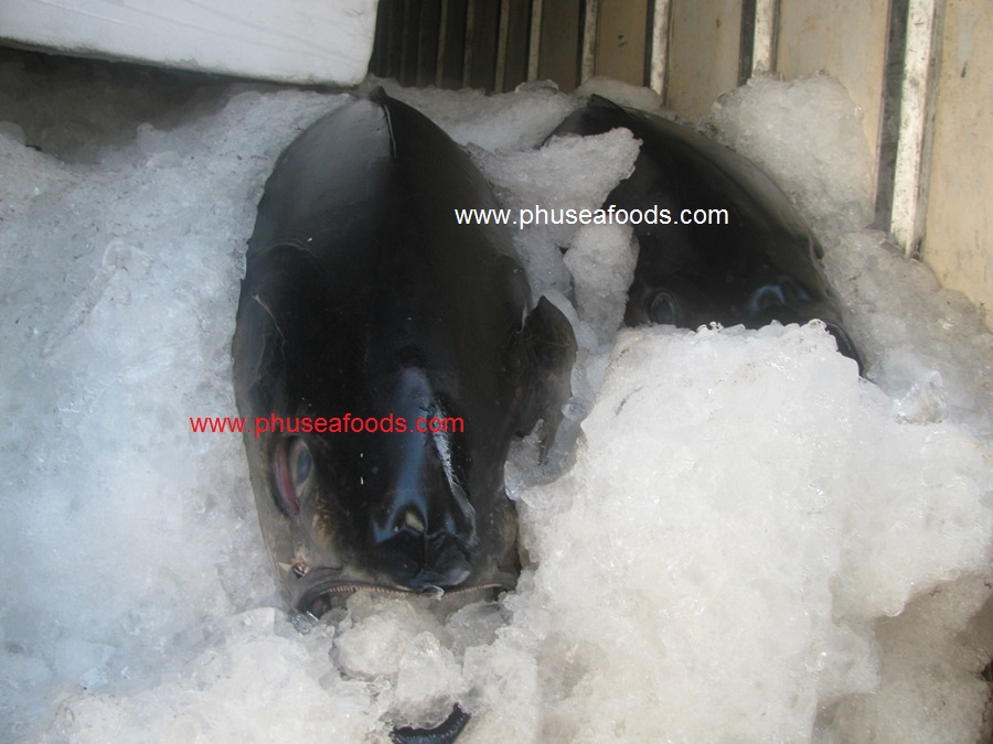Raw Ocean Tuna fish on Receiving area for Japan market
