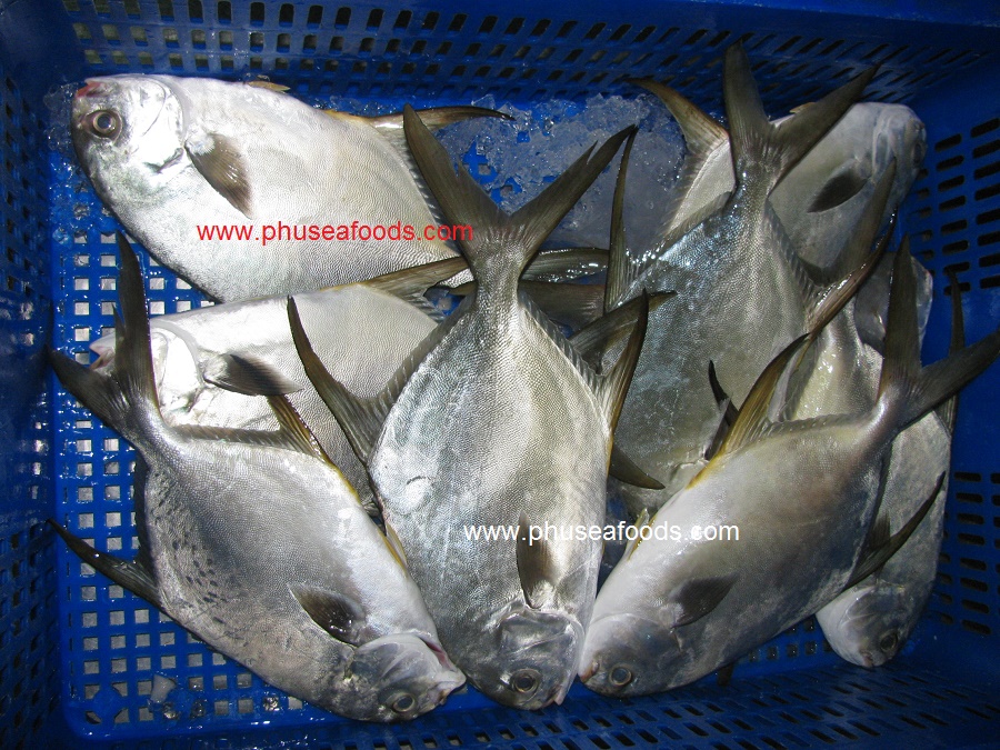 Raw Pompano fish before freezing