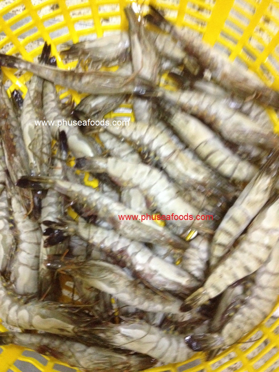 IQF HOSO BlackTiger shrimp