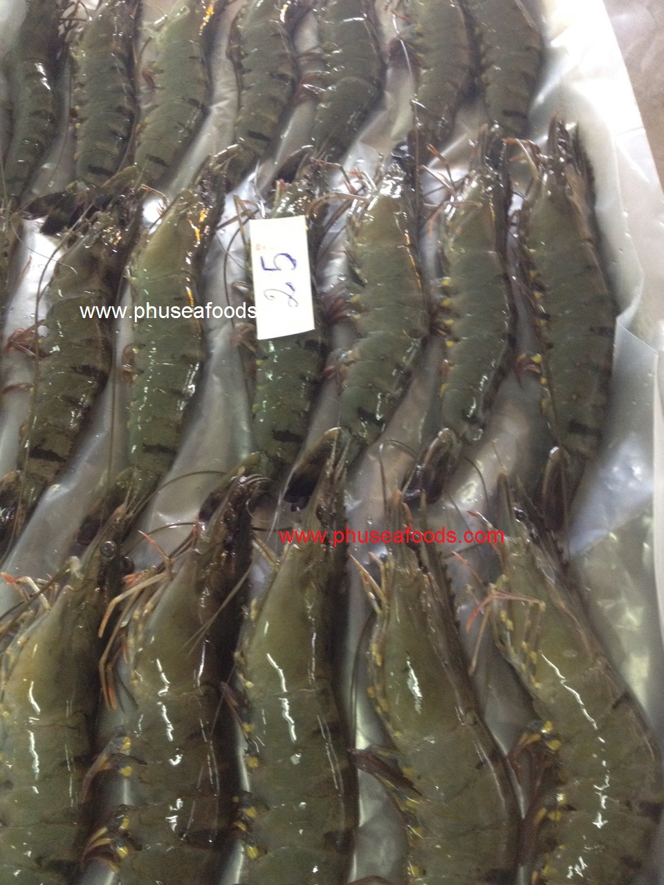 Black Tiger shrimp before freezing